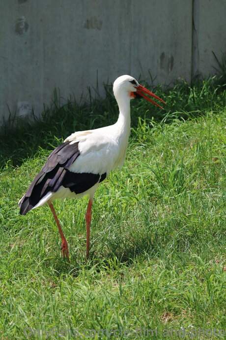 Cle Film And Photo erwachsene sex foto