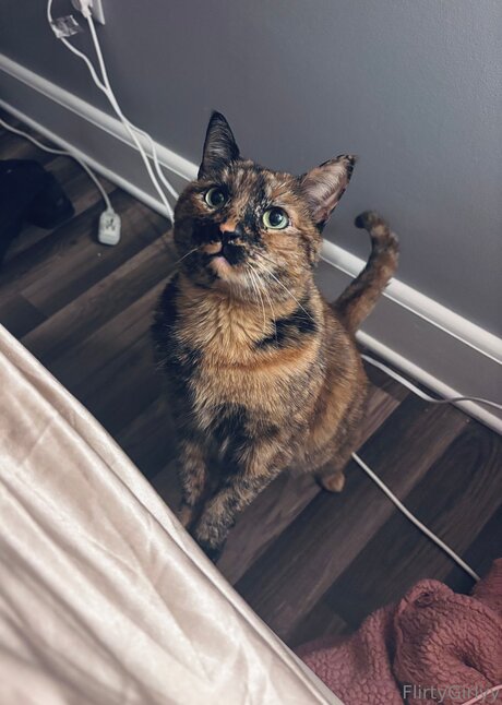 Bellathecat sexy hübsche fotos