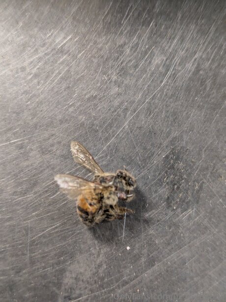 solo-muschi nur fans xxx kostenlose bild