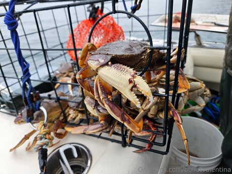 Bulletvalentina perfekte beste fotos