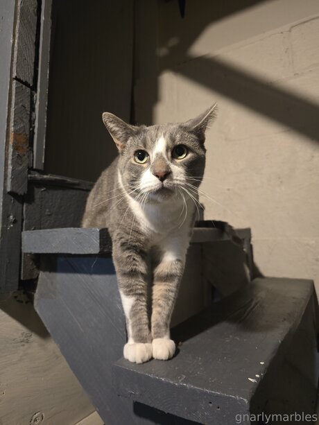 Gnarlymarbles kunst erwachsene archiv