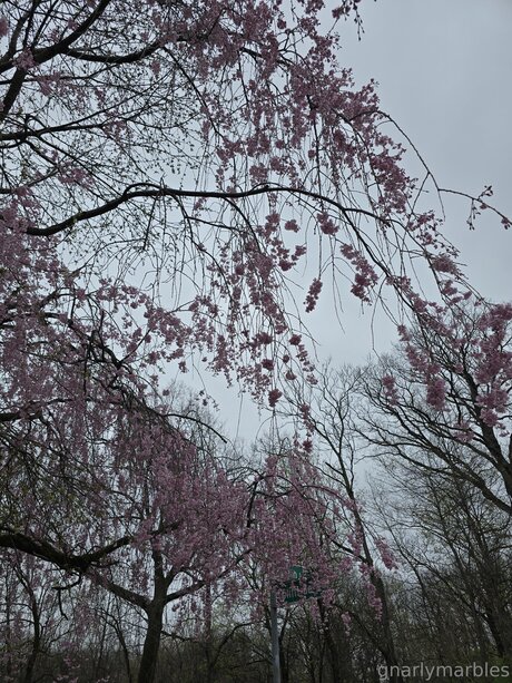 Gnarlymarbles sexy perfekte foto