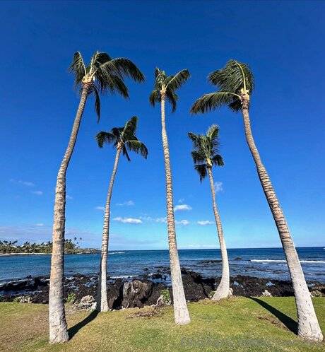 Dibarros1 kunst bilder