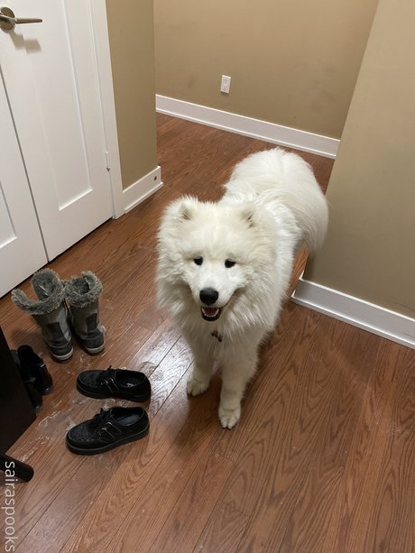 Saira Rose_ hd schöne bilder