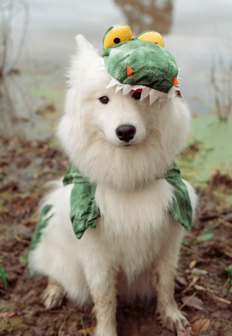 Okicospi hd sexy archiv