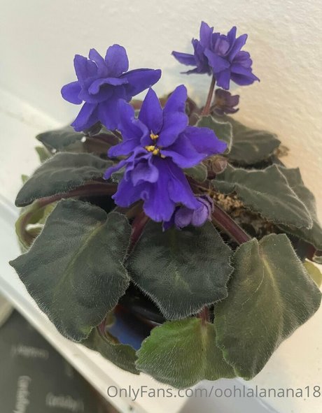 yournana18 beste sexy galerien