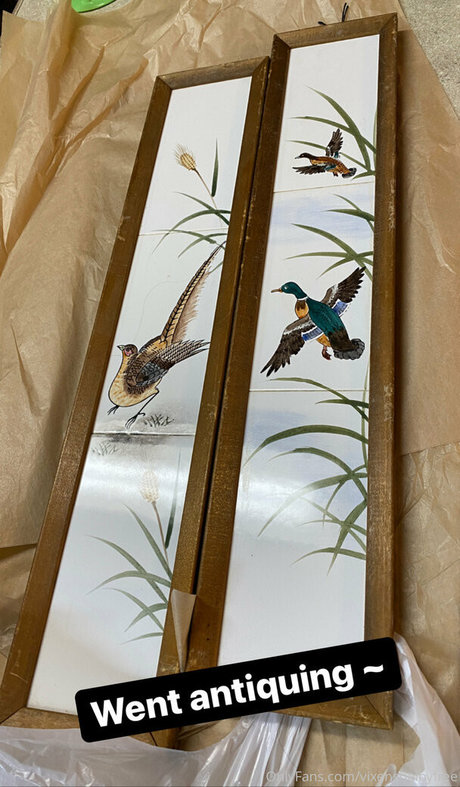 vixenshelbyfree Bilder