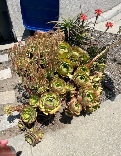 vixenshelbyfree erotische sex fotos