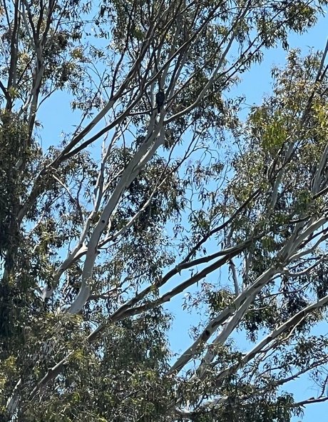 vixenshelbyfree heiße akt galerien