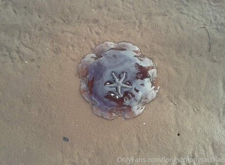 Cadillac top kostenlose foto