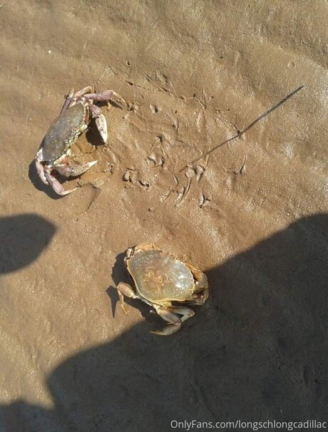 Cadillac sexy erotische fotos