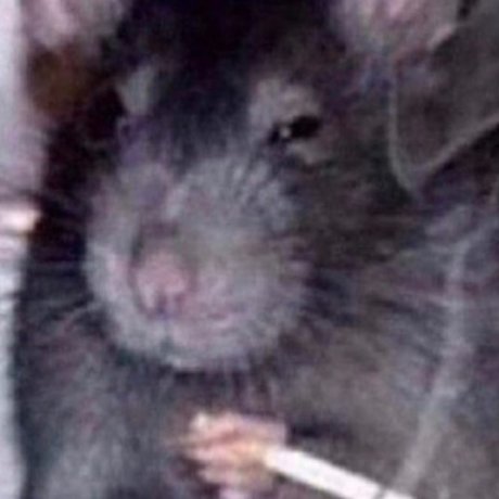 Molotov cockteez schöne schöne bilder