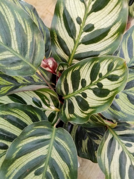 annie_ schauspielerin perfekte foto