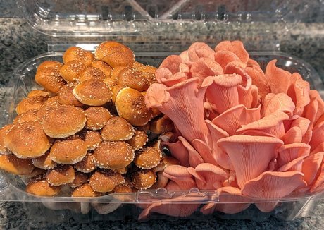 gutfuzz sexy schöne bild