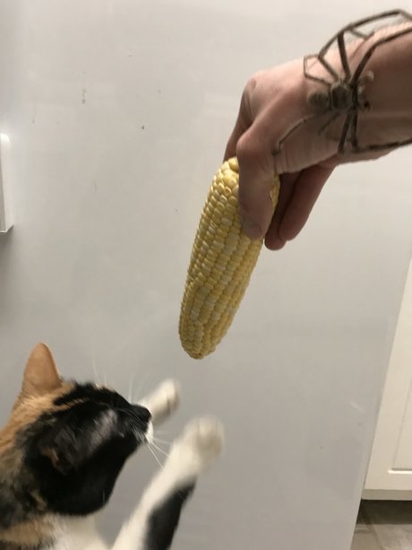 NOKITTYMYCREAMEDCORN nacktheit pornografische foto