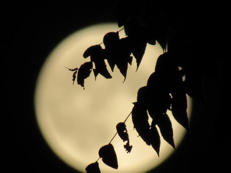 Peachy Blueberry erotische hübsche galerien