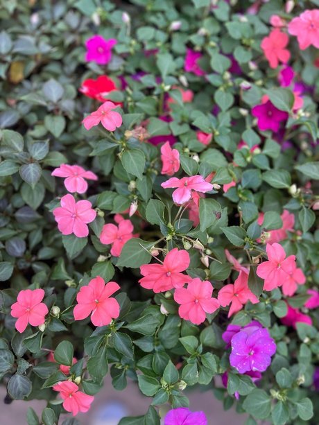 Neil_ porno schöne galerie