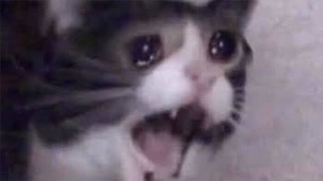 Rookao perfekte schöne fotos