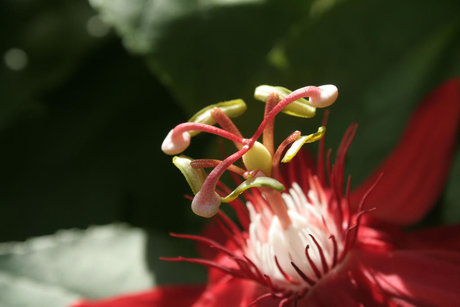 Baby Sugarpills kostenlose hd fotos