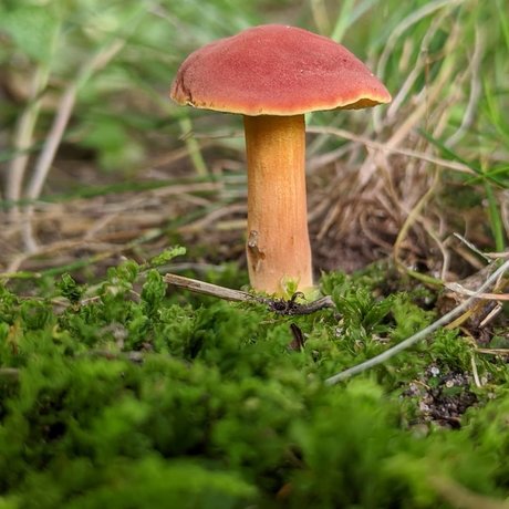 Masturchiefing hübsche freie galerie