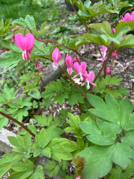Blonde Hippy Chick Profilbild