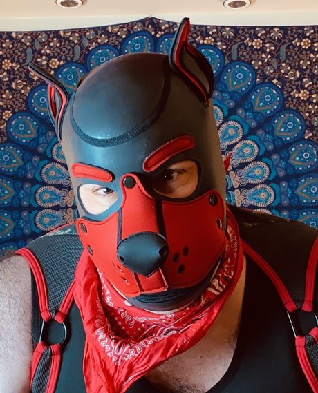 Bear Pup Gaymer freie beste bilder
