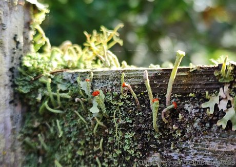 xevbellringer69 hübsche nette bild