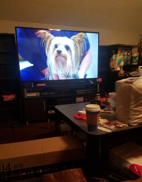 sqregina nacktheit pornografische galerien