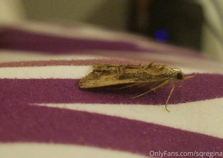 sqregina model pornographische bild