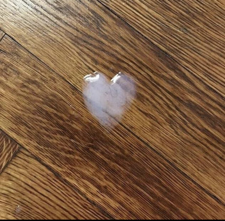 Bad Bear Cub Club beste freie archiv