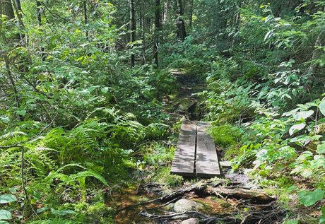 mickey_ freie schöne foto