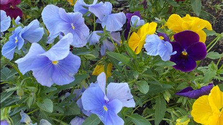 _mixi_ model schöne bild