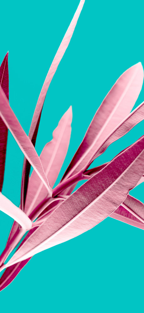 Thiago e Elvis Profilbild