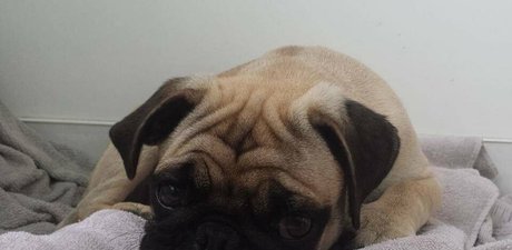 himeonisama Profilbild