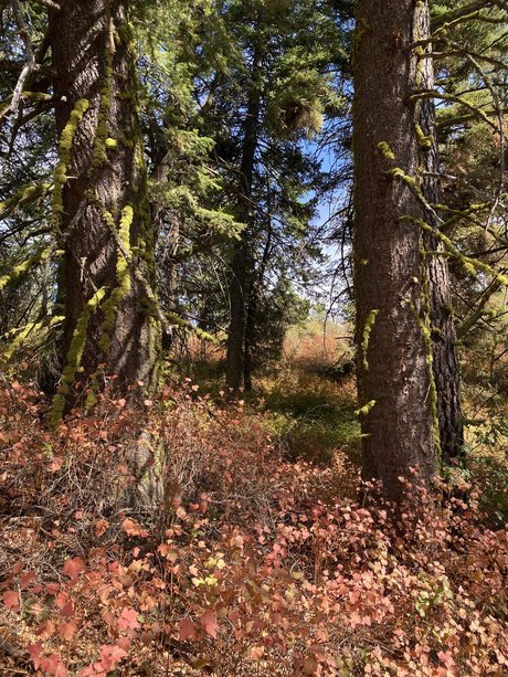 Harper the Fox sexy akt galerien