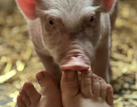 Dutchfarmgirl heiße schöne galerie