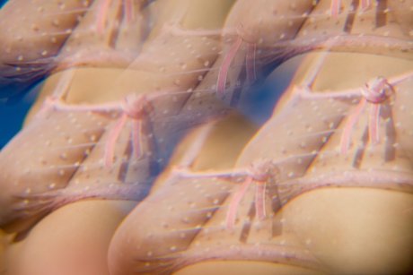 Dafne Fairy heiße nackt archiv