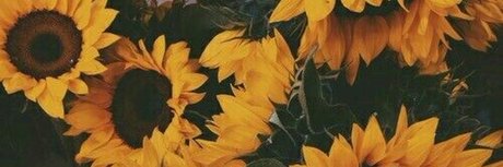 dear sydney top kunst bild