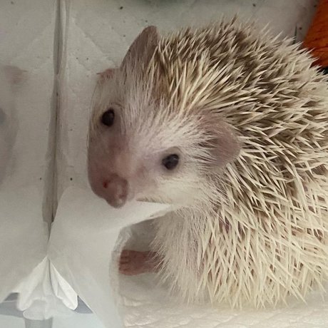 Hellomynameisae schöne pornostar bilder