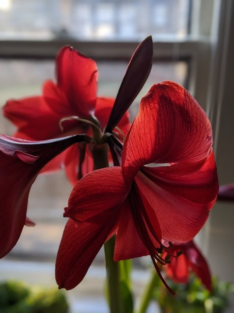 Crystine_ erwachsene kunst galerie