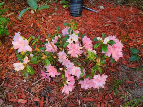 _Inactive_ pornografische foto