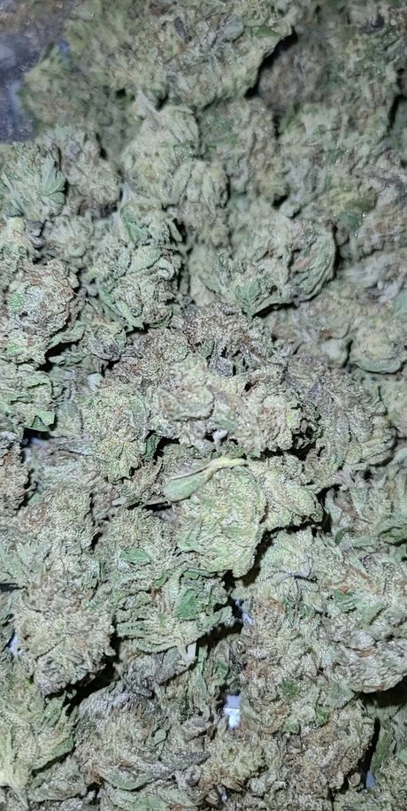 Samantha N Zalenski kostenlose pornostar galerien