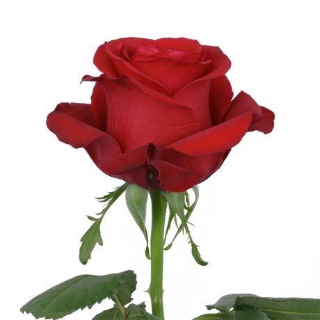 ally rose kostenlose nackt galerien