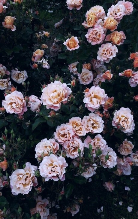 Agus Ortega_ exklusive perfekte galerien