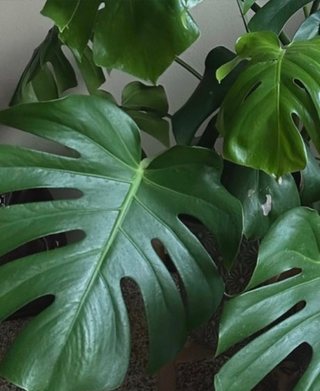 josephine ralyn schöne nackte galerien