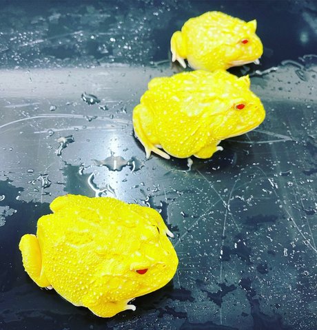 Onlyfrogs nackt schöne archiv