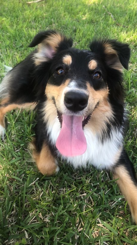 OnlyPaws erwachsene nackte archiv