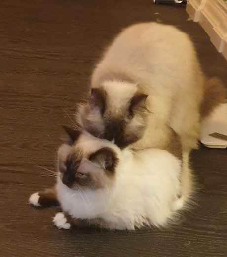 Pablo the Ragdoll hübsche nackt bild