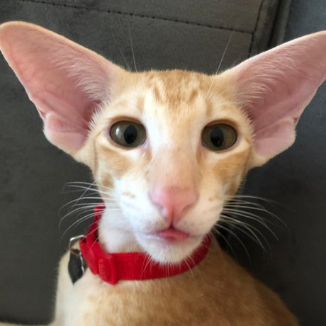 RoyTheCat hd kostenlose foto