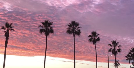 RoyTheCat freie exklusive bild